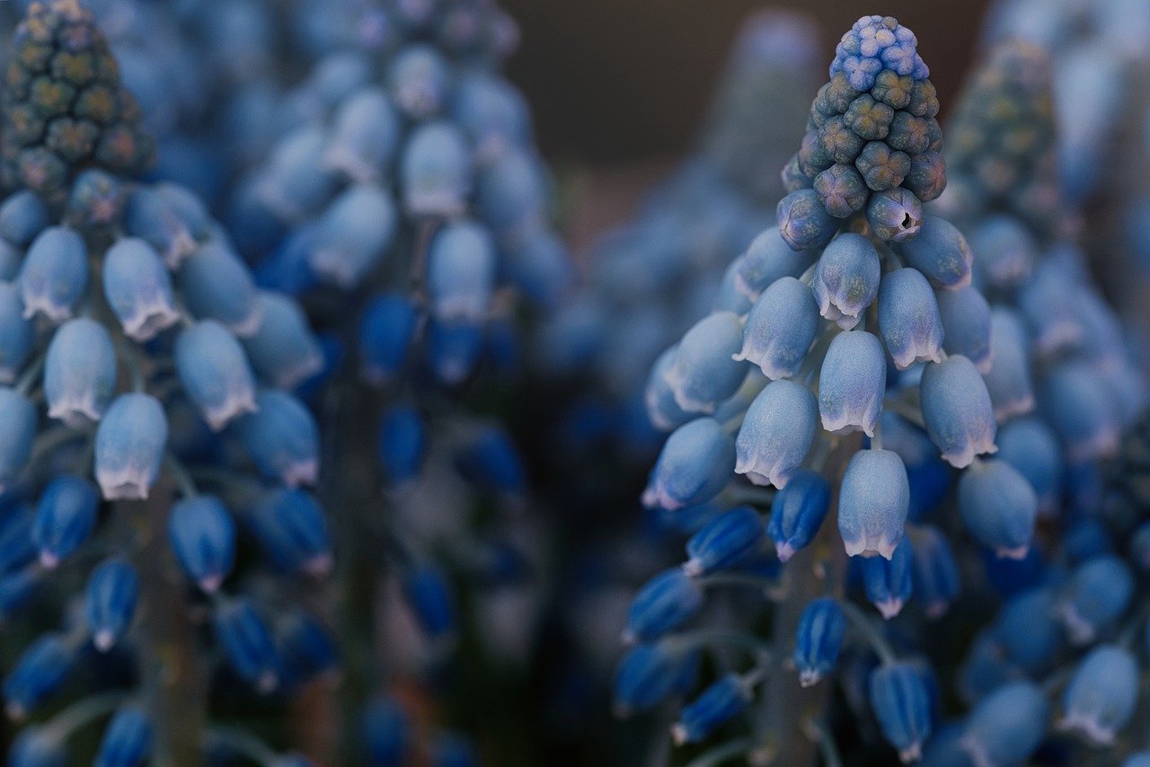 Backyard Biodiversity: Creating a Wildlife-Friendly Garden